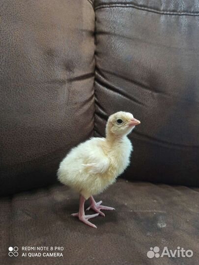 Бролер,индюки,перепела,цыплята,яйца переп.куриные