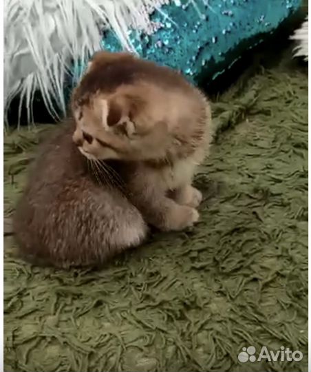 Шатланский вислоухие и прямоухие котята