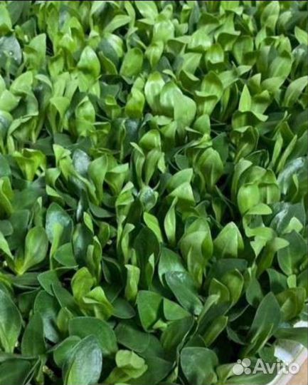 Сеянцы эустомы оптом