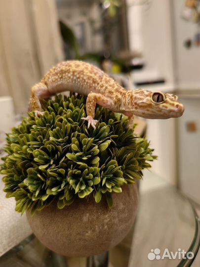 Эублефар самка