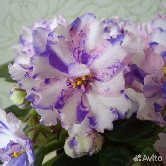 Фиалки детки, стартеры