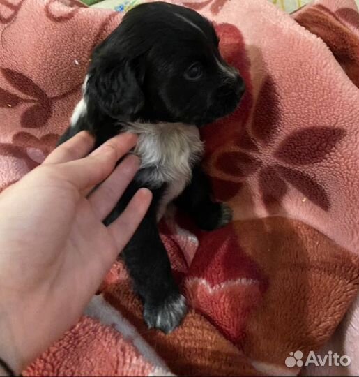 Щенки русского спаниеля