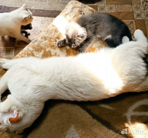 Котята в добрые руки