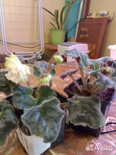 Сортовые фиалки