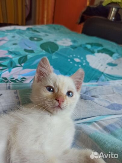 Котенок мальчик бесплатно