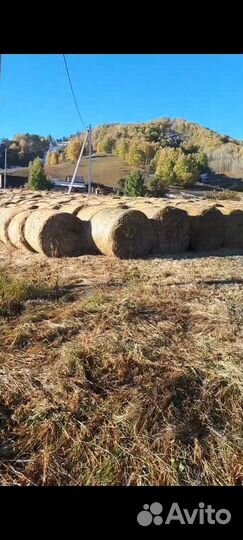 Продам сено в рулонах