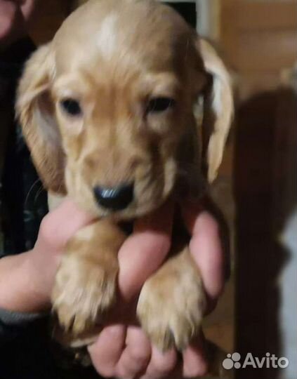 Щенки метисы кокер спаниеля