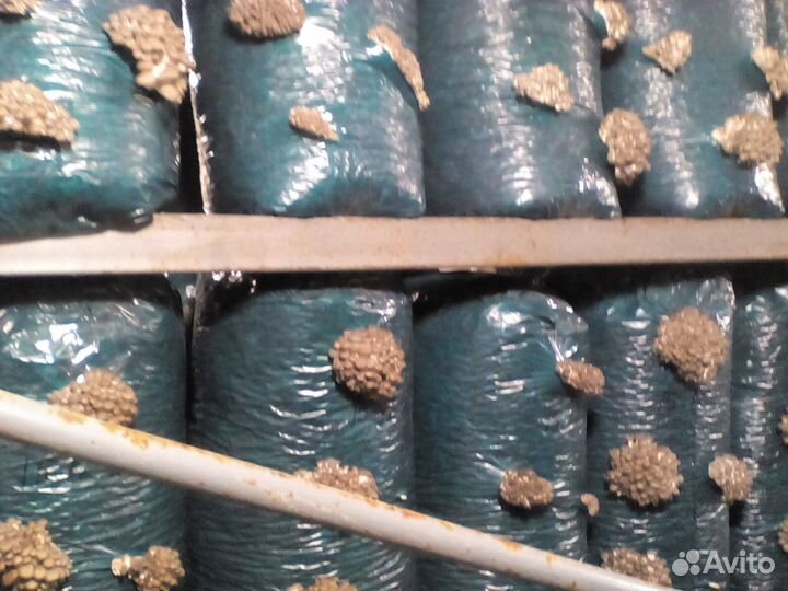 Готовые созревшие блоки вешенки разных штаммов