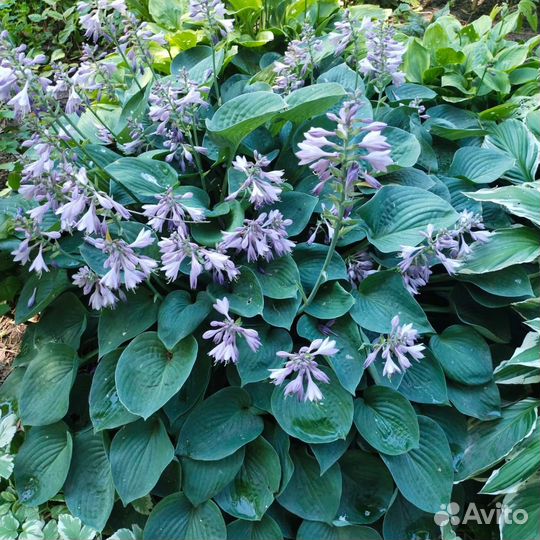 Растения для сада хосты, дейция, традесканция