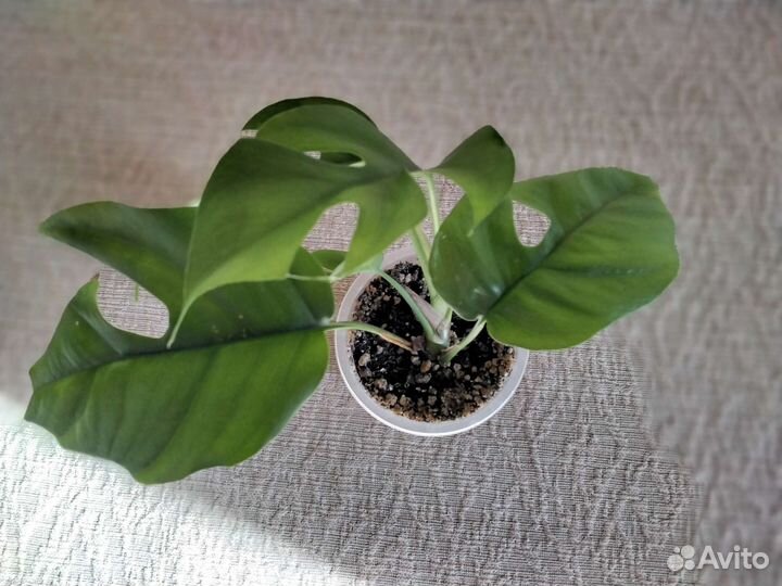 Редкие Ароидные