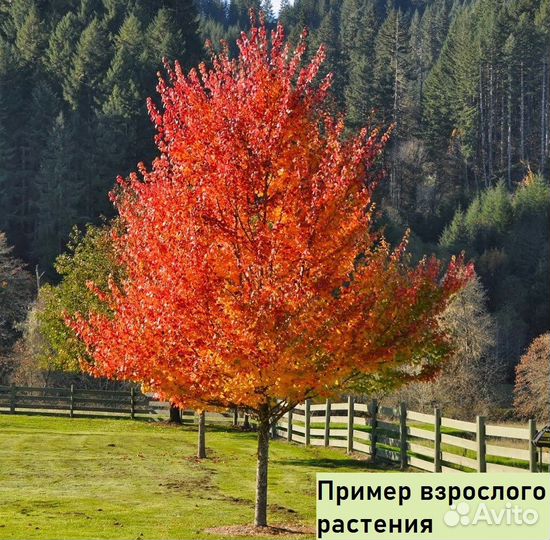 Саженцы канадского клена 50 см