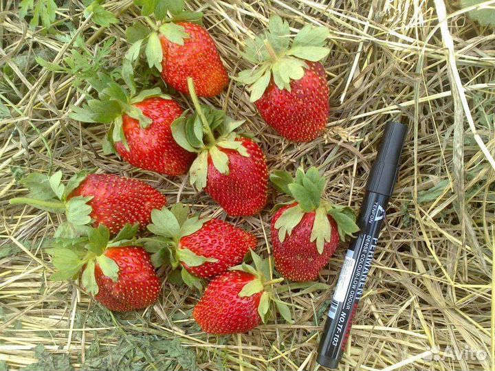 Рассада клубники Маршал и Фестивальная усы