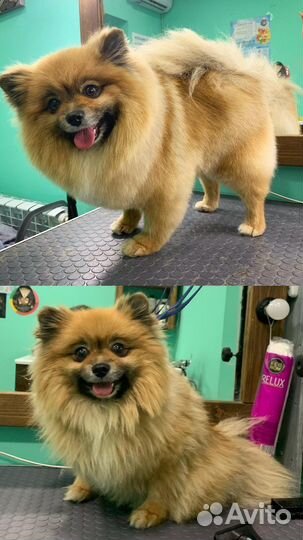 Стрижка собак и кошек, грумер