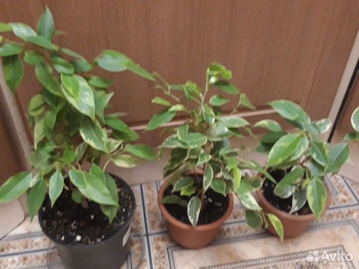 Фикус и замиокулькас