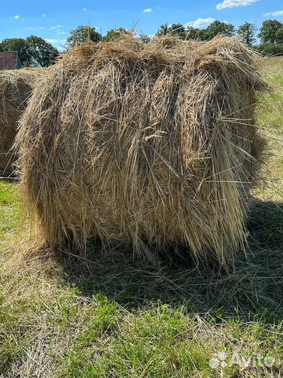 Продам сено в рулонах