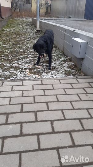 Лабрадор потеряшка