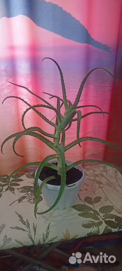 Алоэ лечебный, взрослый