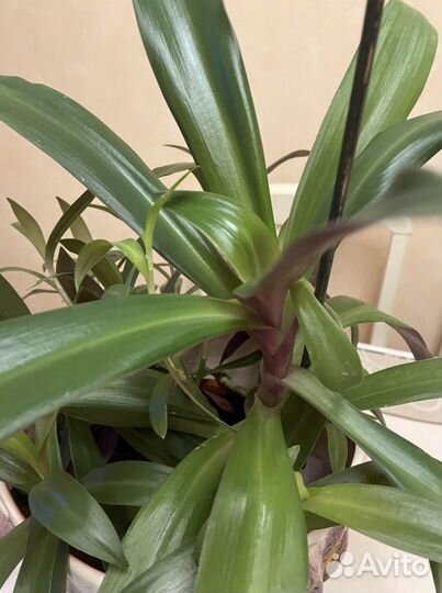 Рэо, большой цветок