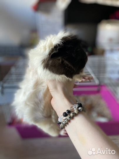 Морская свинка с клеткой бесплатно