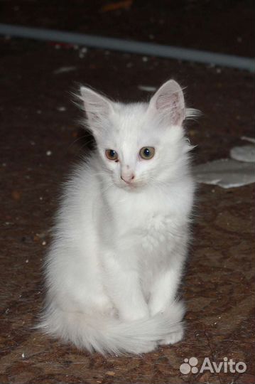 Кошка в добрые руки