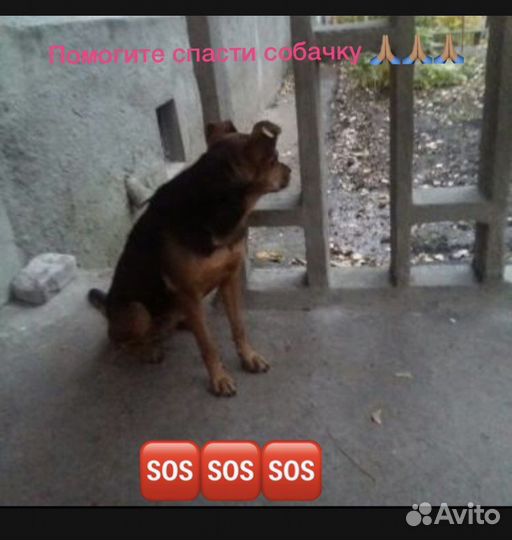 Собака в добрые руки