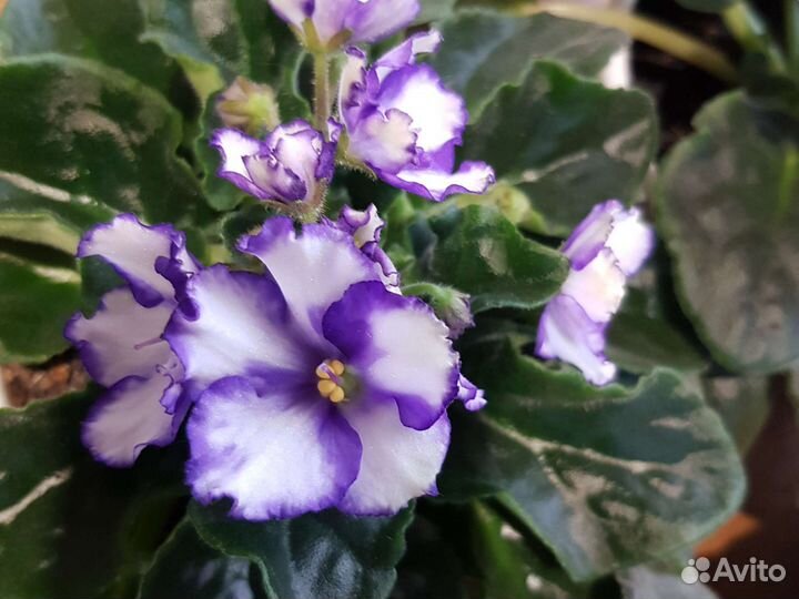 Фиалки цветущие