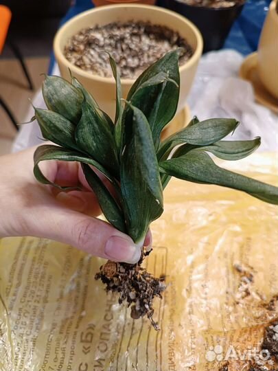 Сансевиерия Ханни Сильвер Фрост / Ханни Грей