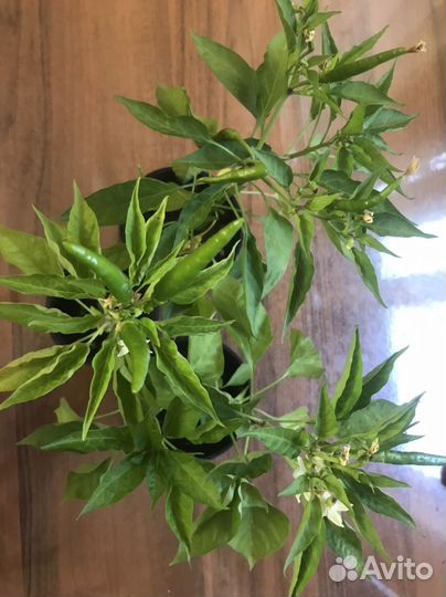 Перец чили мини рассада