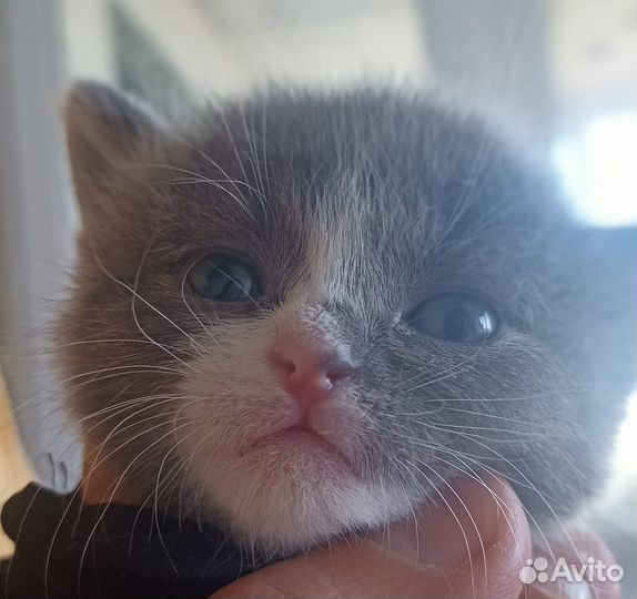 Котенок в дар