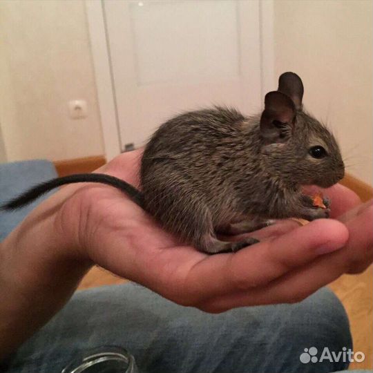 Чилийские белки Дегу малыши песок