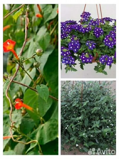 Вербена ампельная, традесканция, ипомея