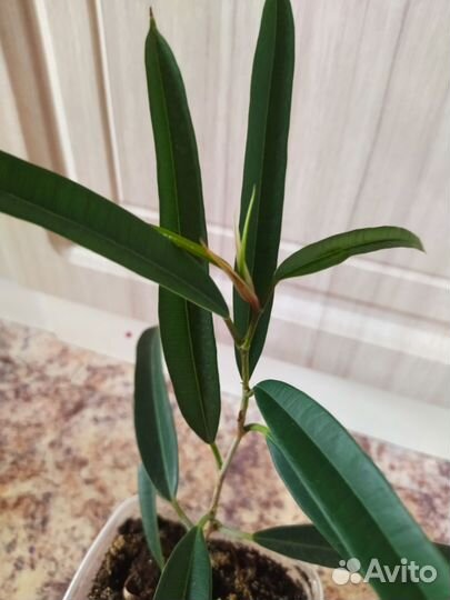 Фикус Бенедикт Али