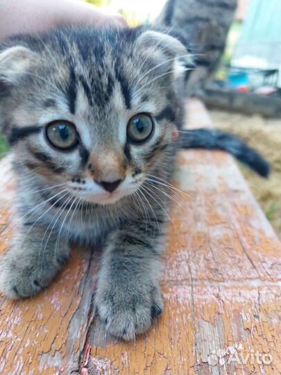 Котенок вислоухий