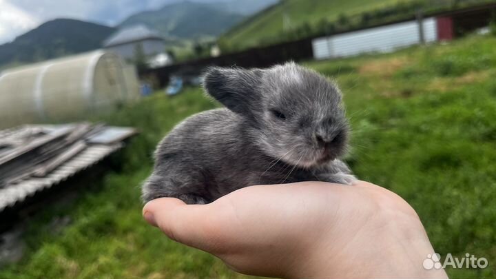 Декоративные кролики