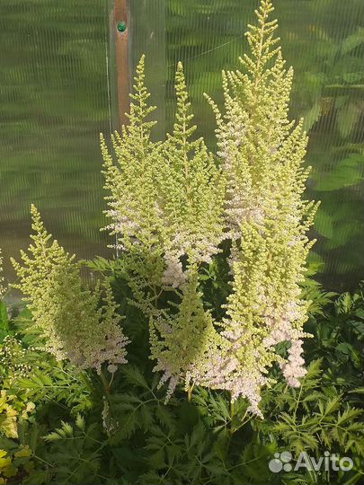 Астильба саженцы