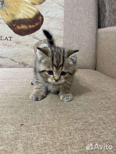 Шотландские вислоухие и прямоухие котята