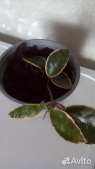 Хойя Кримсон Квин