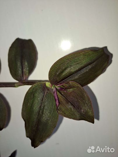 Традесканции шоколадные