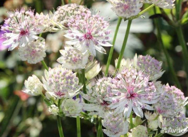 Цветы многолетники