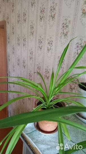 Спатифилум, Аглаонема, Хлорофитум