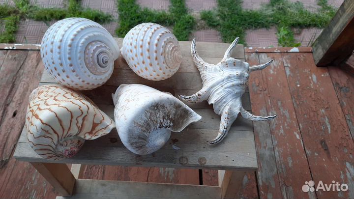 Морские раковины