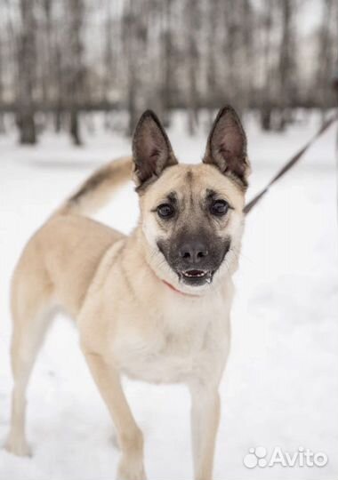 Ирис тоже хочет домой