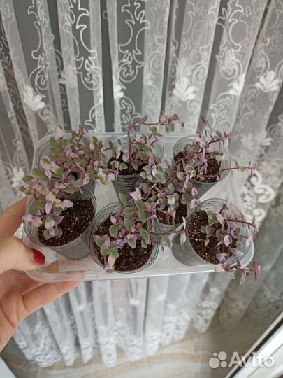 Каллизия розовая пантера