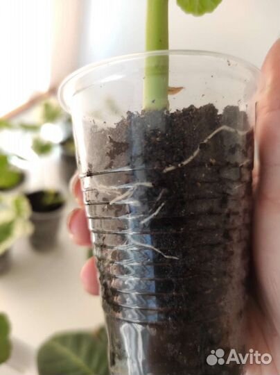 Герань пеларгония розебудная