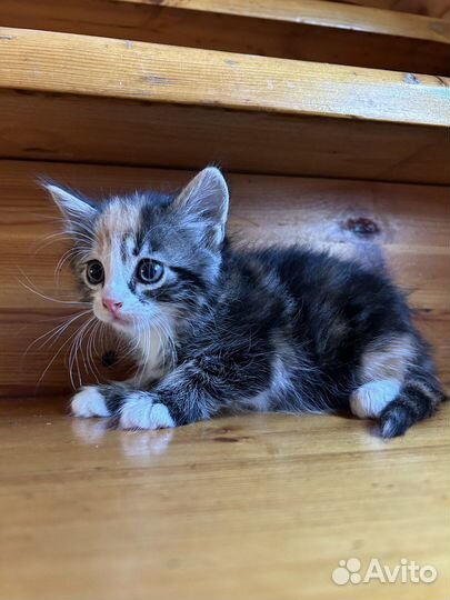 Трехцветный котенок