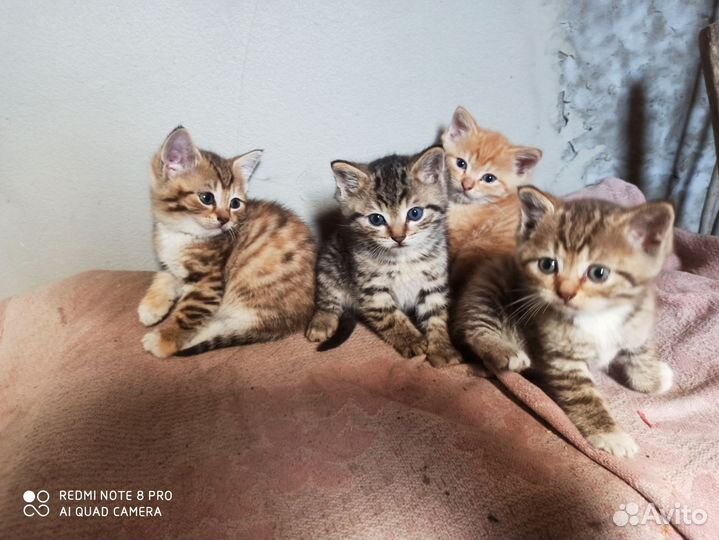 Котята в добрые руки
