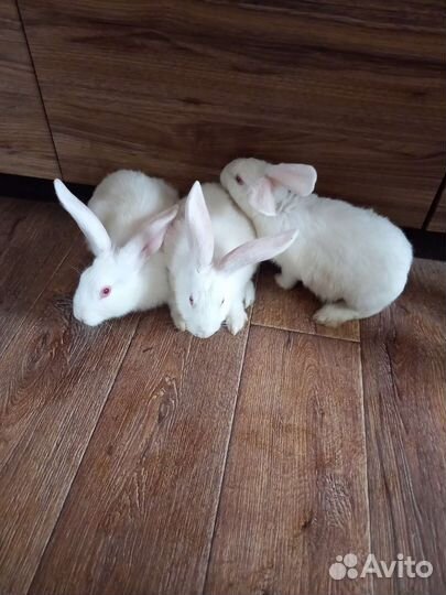 Кролики на племя (мясо)