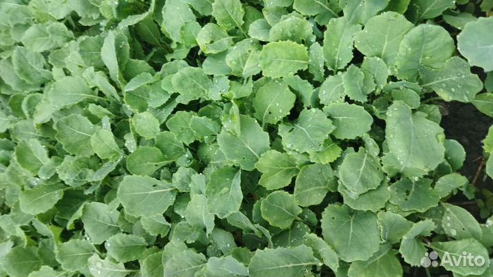 Рассада помидор