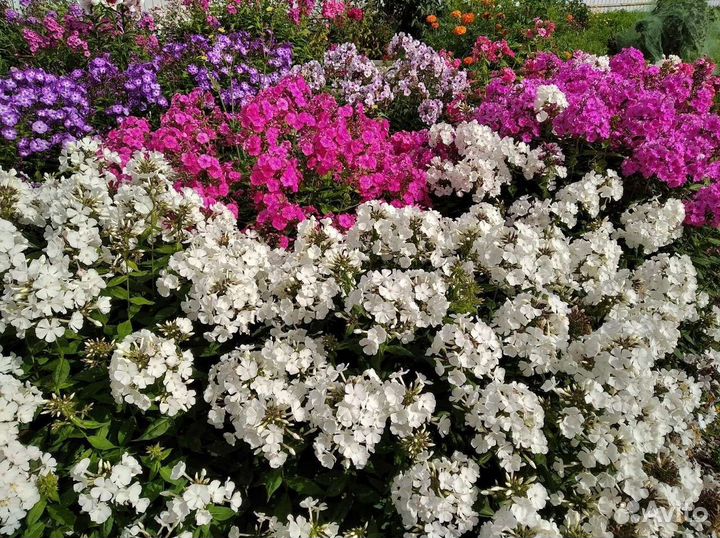 Многолетние садовые цветы