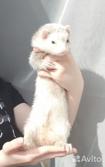 Домашний хорек